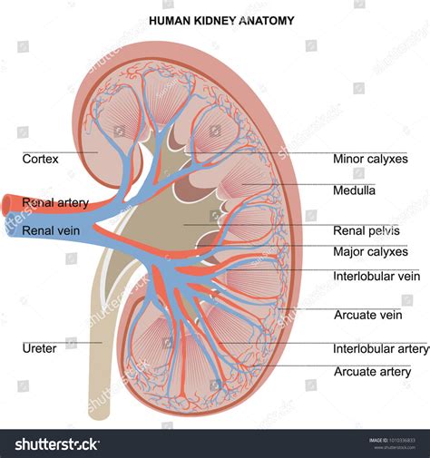 Human Kidney Anatomy Diagram Student Dissertation Stock Vector (Royalty ...