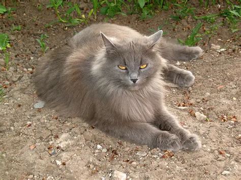 50 Stunning Siberian Cat Colors Patterns Discover Them All ThePetFAQ