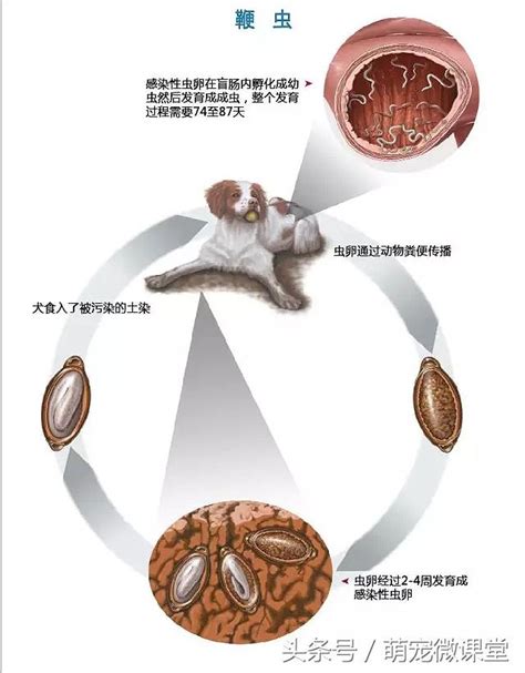 這些威脅寵物健康的體內寄生蟲，「鏟屎官」們都了解嗎？ 每日頭條