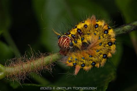 CATERPILLAR Trabala Sp Inglourious Reptiles Flickr