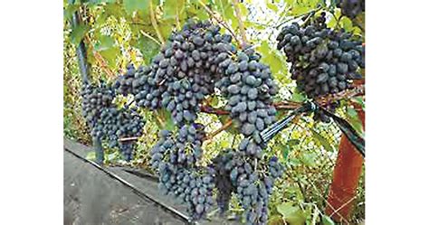 Грижи за лозето в периода на плододаване | Български Фермер