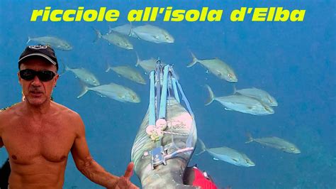 Coppiola Mancata Di Ricciole All Isola D Elba Youtube