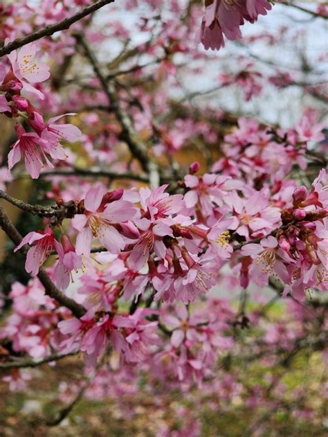 SYLVAN HEIGHTS BIRD PARK - Updated February 2026 - 379 Photos & 41 ...