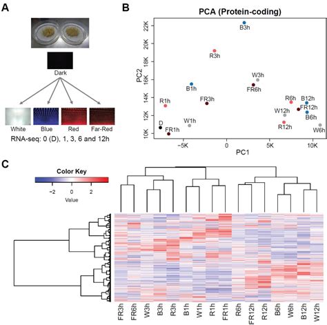 Figure 1 From Time Course Transcriptome Study Reveals Mode Of BZIP