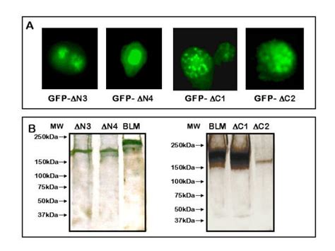 Expression And Purification Of Gfp Blm Alleles In Sf9 Cells A