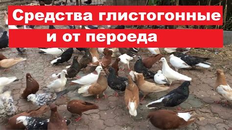 Каким противоглистовым средством пользоваться летом? Если голуби не ...