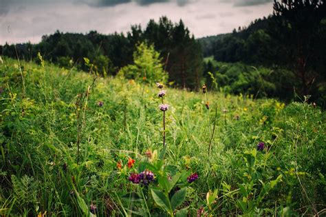 Лечебные травы Сибири - фото и картинки: 62 штук