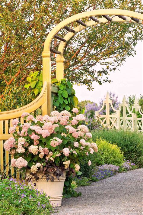 26 Ways to Grow Hydrangeas in Containers