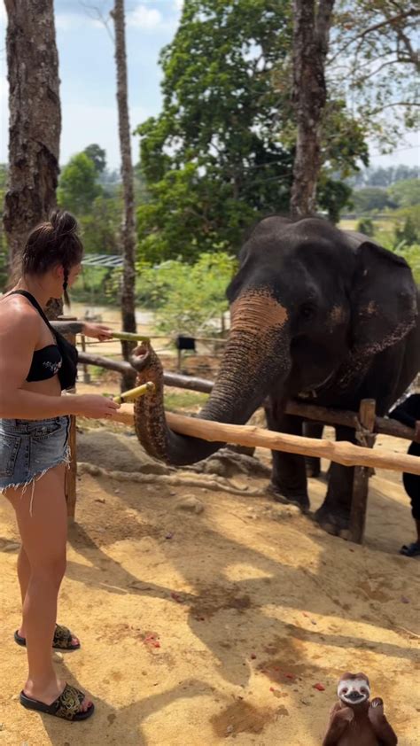 Pi Kna Pi Ciarka Pokaza A Si W Bikini I Nakarmi A S Onia Fani S Zachwyceni Zdj Cia