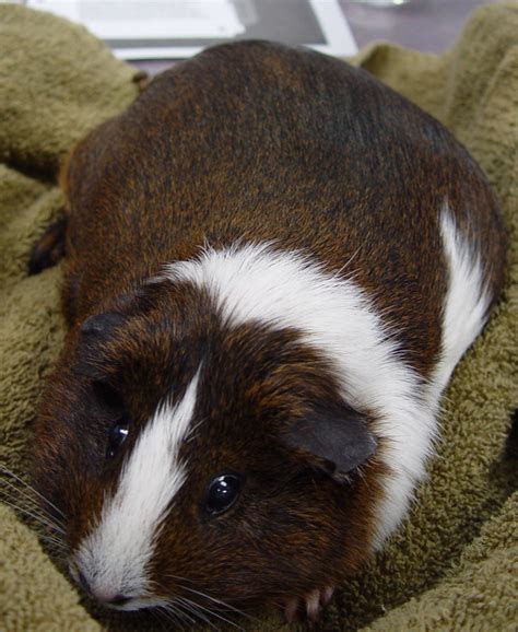 2 Month Old Guinea Pig Diet Plan Srly