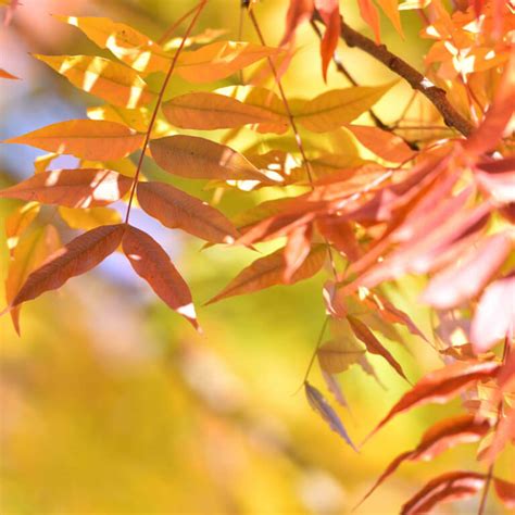 Pistacia Chinensis Keith Davey Chinese Pistache Western Star Nursery