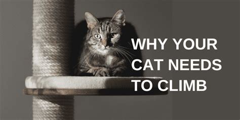 Why Your Cat Needs To Climb Cat Development