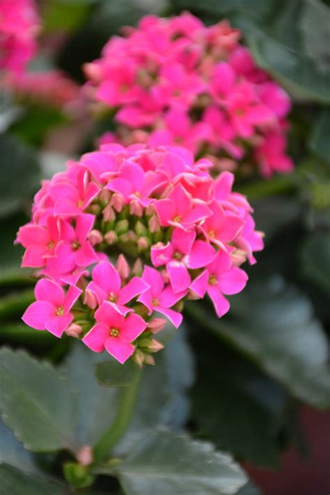 Hot Pink Kalanchoe Kalanchoe Blossfeldiana Hot Pink In Milwaukee