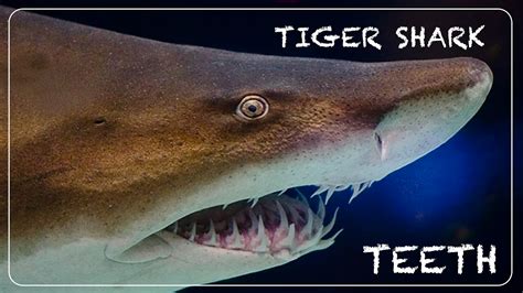 How Many Teeth Does a Tiger Shark Have? – sharksinfo.com
