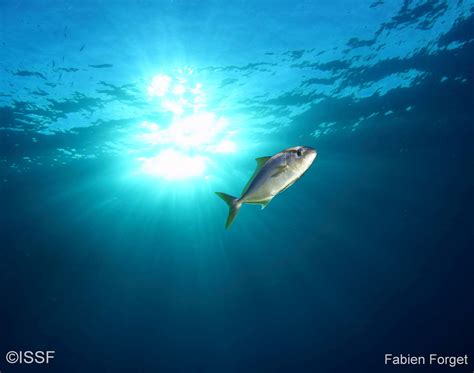 ISSF REPORT: 85% of Global Tuna Catch Comes from Stocks at Healthy