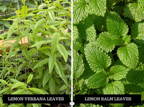 Verbena Leaves Lemon Verbena Plant Care Water Light Nutrients