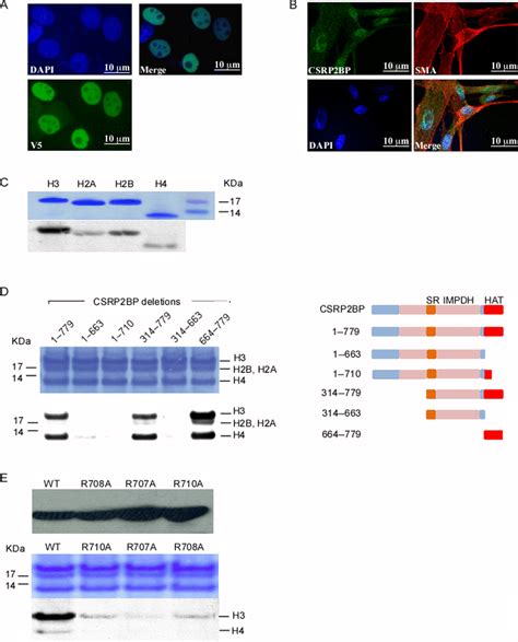 CSRP2BP Was Localized In The Nucleus And Acetylated Histones H3 And H4