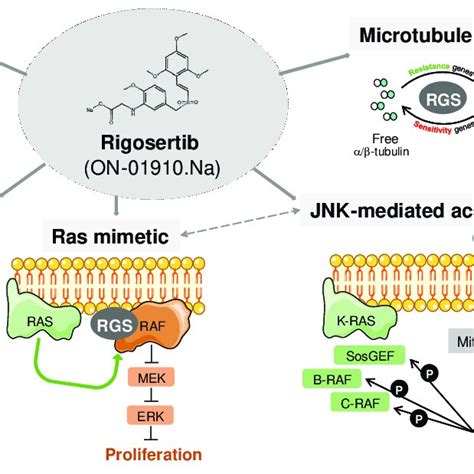 Diagram Showing The Described Rigosertib Targets And Mechanisms Of