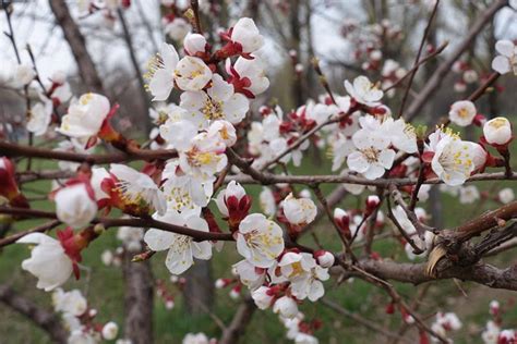 Prunus armeniaca 'Chinese' (Apricot)