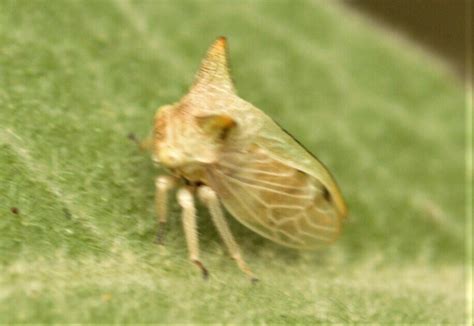 Green Treehopper From Brisbane Qld Australia On July 27 2016 At 0239