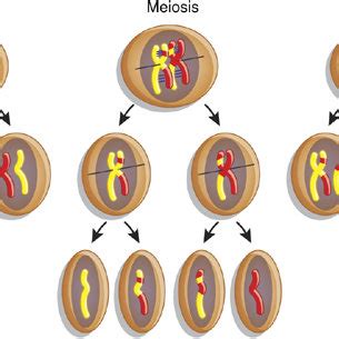 Meiomitosis. During normal mitosis sister chromatids are separated into... | Download Scientific ...