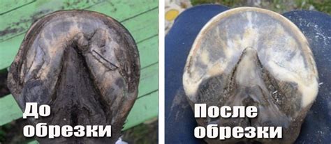 Купить станок для обрезки и чистки копыт КРС - Цена 297 000 руб.