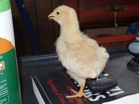 Gold Sex Link Or Buff Orpington Backyard Chickens Learn How To Raise Chickens