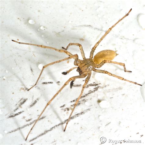 Brown Recluse Look Alike Titiotus Spider A Non Toxic Brown Recluse Look Alike What