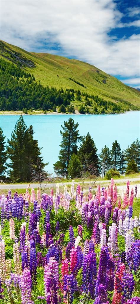 flowers wallpapers part  resolution     pixels