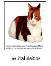 Biology Sex Linked Inheritance Ppt Sex Linked Inheritance Wait What What S A Mosaic