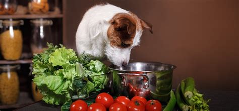 Can Dogs Taste Spices Wag