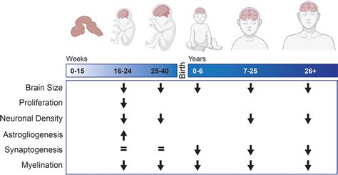 Frontiers Neurodevelopment In Down Syndrome Concordance In Humans