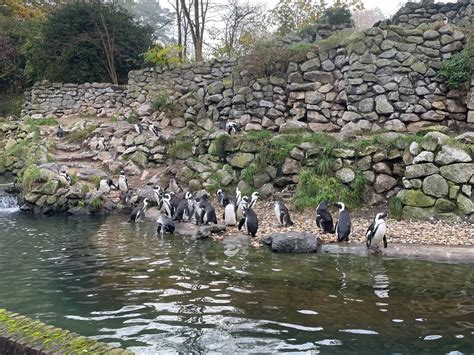 Kal Turnbull On Linkedin Little Did These Penguins Know They Were To