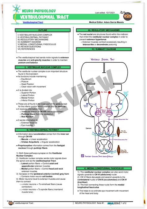 Descending Tracts Vestibulospinal Tract Notes Ninjanerd Medicine