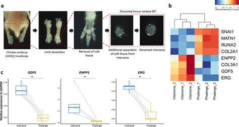 Dissection and transcriptome profiling of joint interzone and ...