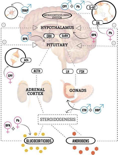 Sex Specific Effects Of Combined Exposure To Chemical And Non Chemical