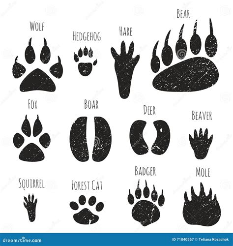 Huellas De Animales Huellas De Animales Proyectos De