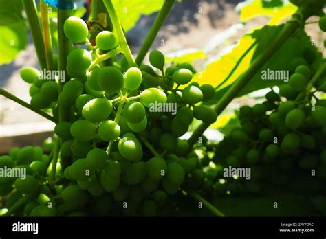 Las Uvas Verdes J Venes Cuelgan De Las Ramas De La Vid Uvas No Maduras