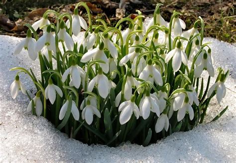 Подснежники Фото Картинки Открытки – Telegraph