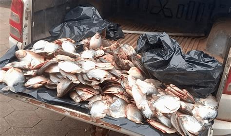 Fiscaliza O Apreende Quilos De Pescado E Aplica Quase R Mil De