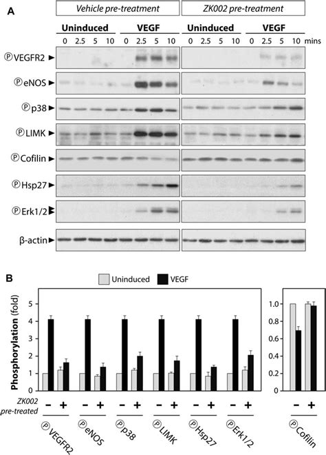 Frontiers Isolation And Characterization Of Zk A Novel Dual