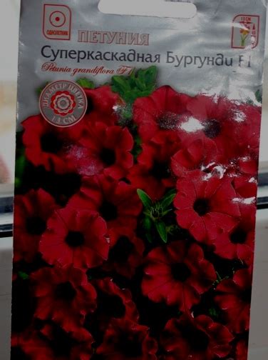 Петуния суперкаскадная бургунди F1 Золотая сотка Алтая - «Петуния на ...