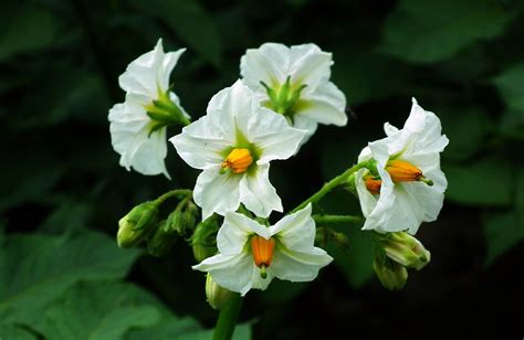 pflanzenportraet erdapfel servus