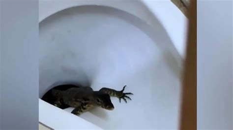 Kl Tze Mann Bei Sex Mit Pferd Gefilmt Polizei Jagt Tierqu Ler