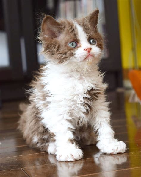32 Selkirk Rex cat faces ideas | selkirk rex, rex cat, cats