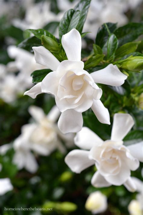 gardenias  bloom home    boat