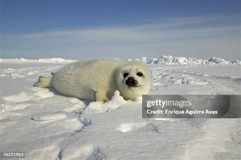 snow harp   premium high res pictures getty images