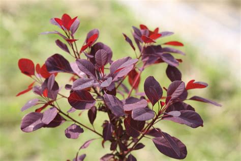 Winecraft Black® Smokebush | Plant Addicts
