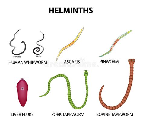 A Set Of Helminths Roundworm Ascaris Pinworms Bovine Tapeworm Pork