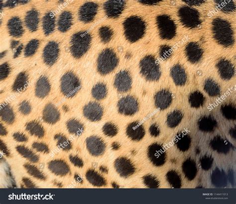 patterns cheetah spots stock photo  shutterstock